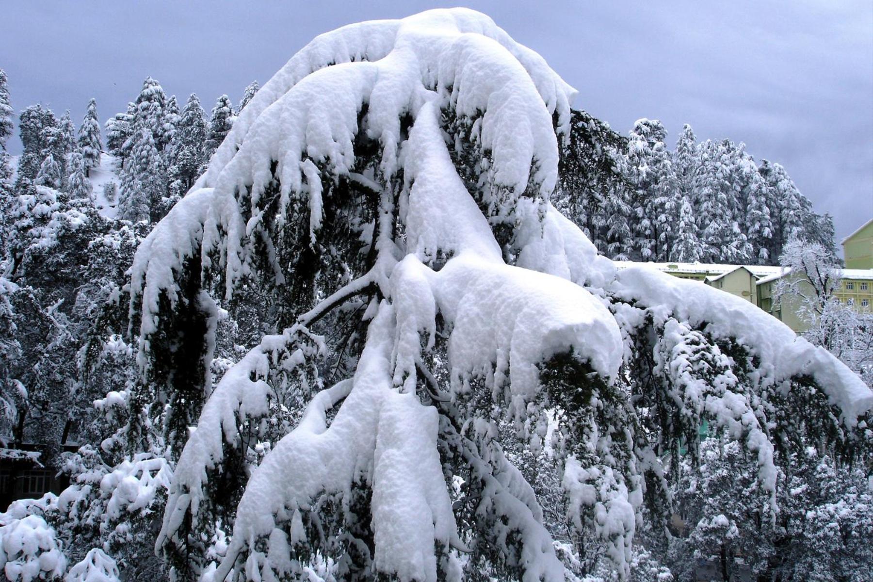Ferienwohnung Mountain And Peace Shimla Exterior foto